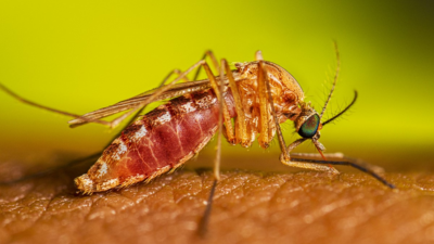 Mosquito Culex