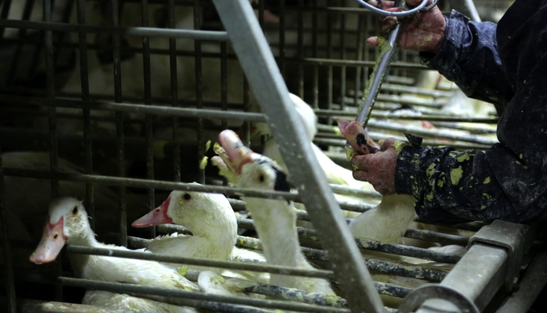 Patos e gansos sofrem alimentação forçada com método de "gavage"