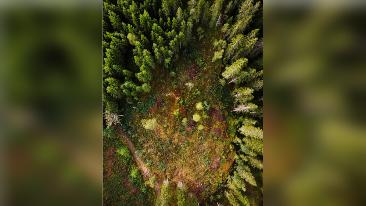 Floresta Nordmarka