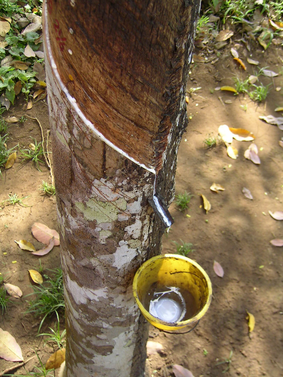 Produção de latex na Amazônia