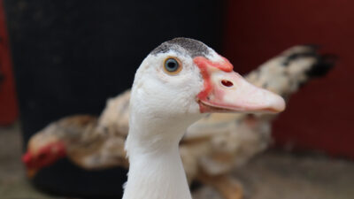 Cientistas desenvolveram método de produzir foie gras sem a necessidade de engordar o animal