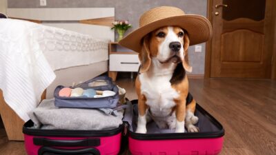 Cão com mala para representar uma hospedagem para pets