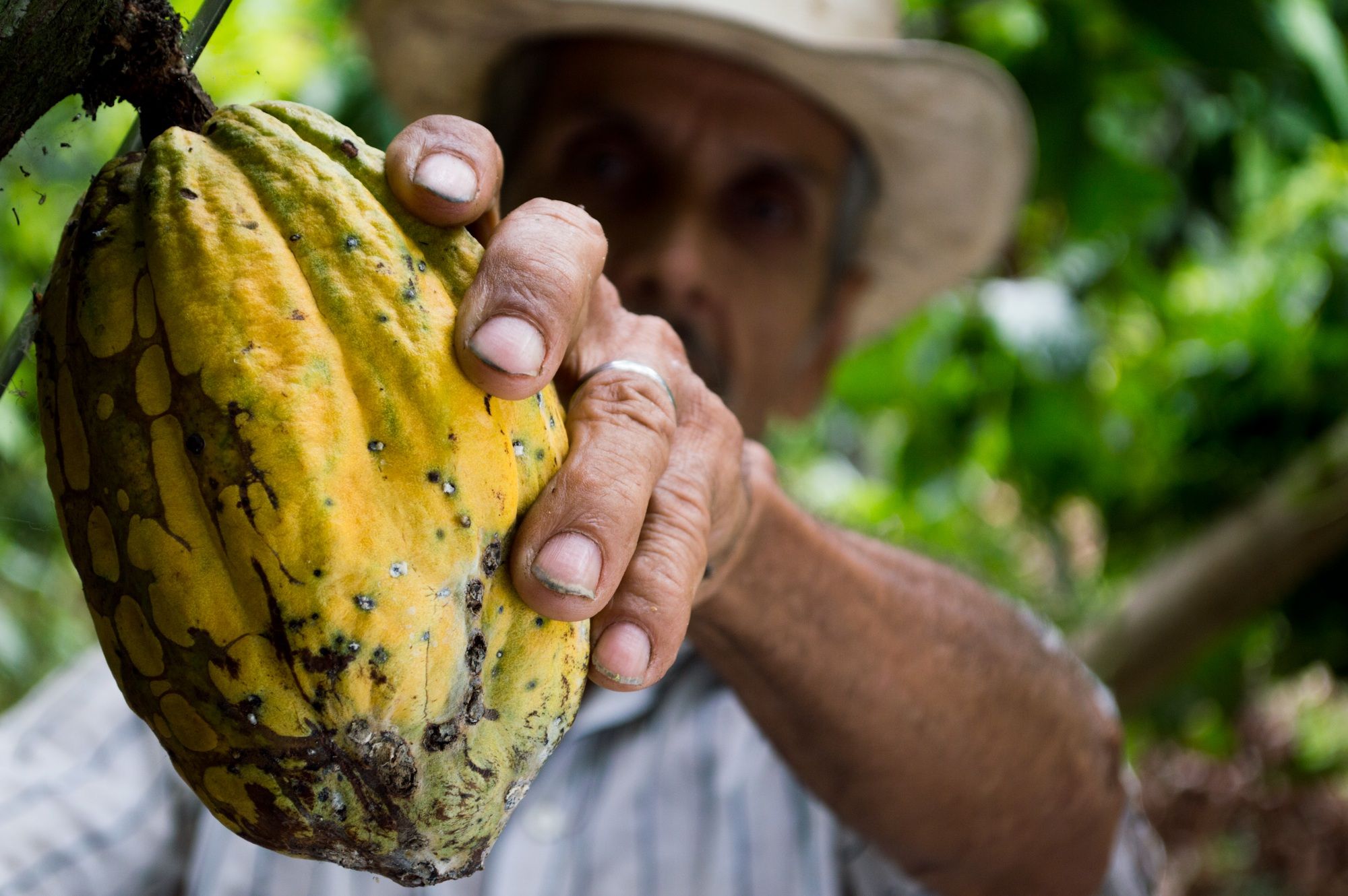 Brasil é o sétimo maior produtor de cacau no mundo. Costa do Marfim, Gana e Equador lideram setor