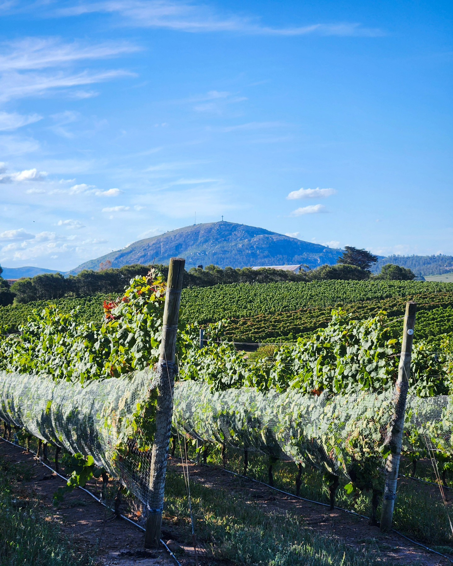 Bodega Cerro del Toro