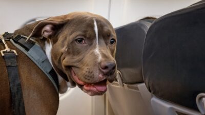 pitbull em cima de banco de avião