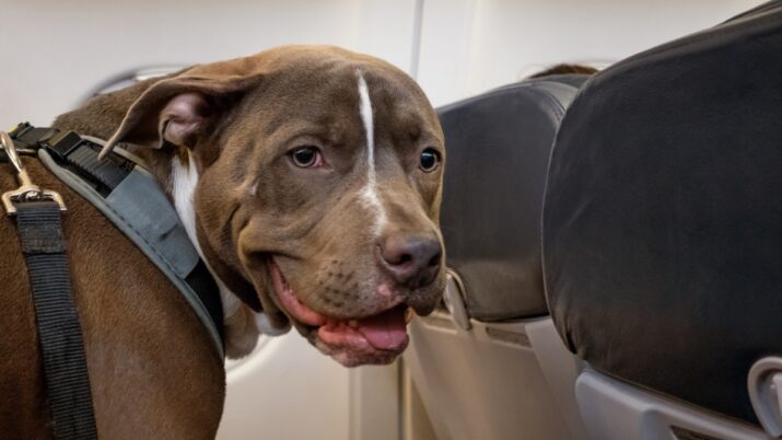 pitbull em cima de banco de avião