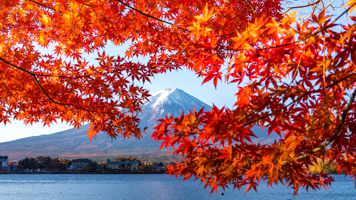 folhas avermelhadas em árvore, com monte fuji ao fundo 