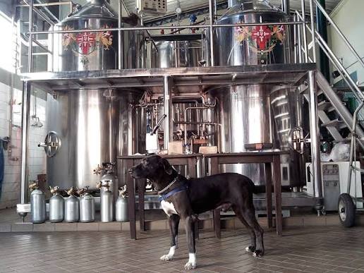 Cadela Estrela é a mascote da cervejaria