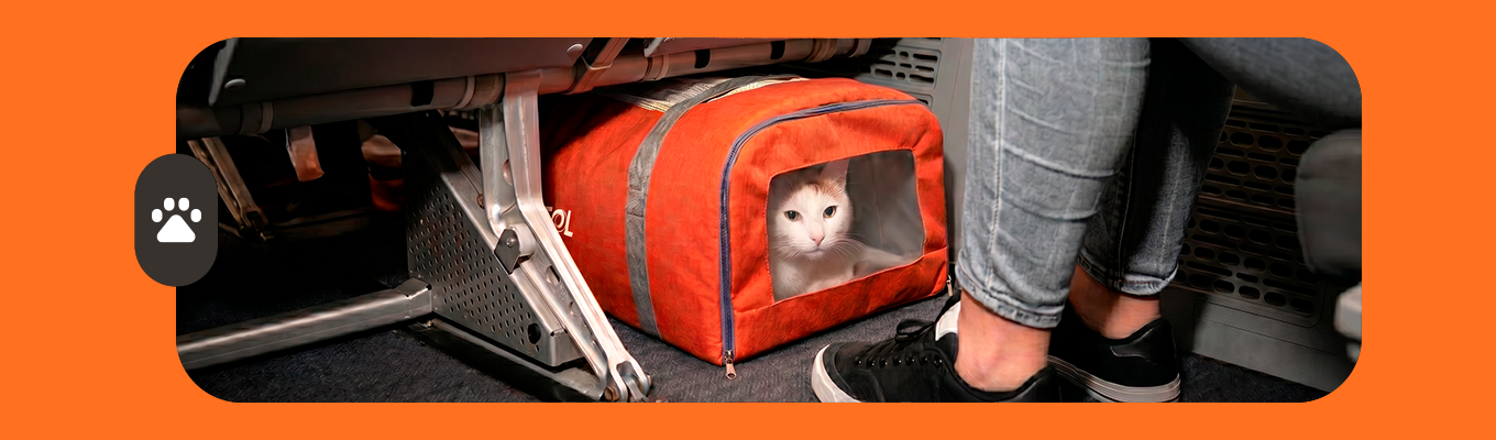 gato em caixa de transporte embaixo do assento