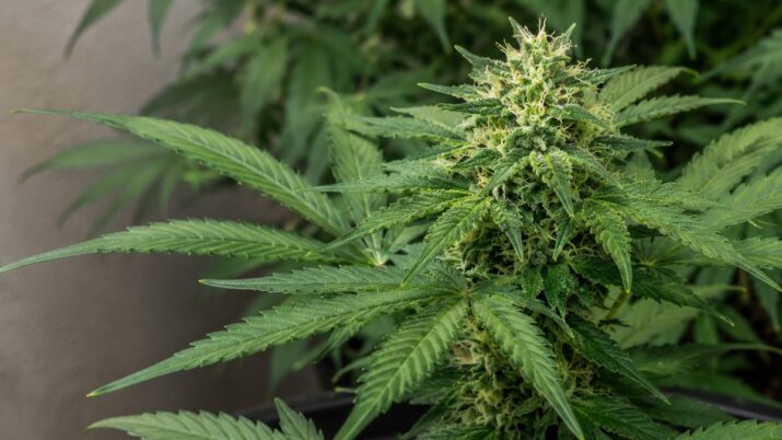 Cannabis medicinal