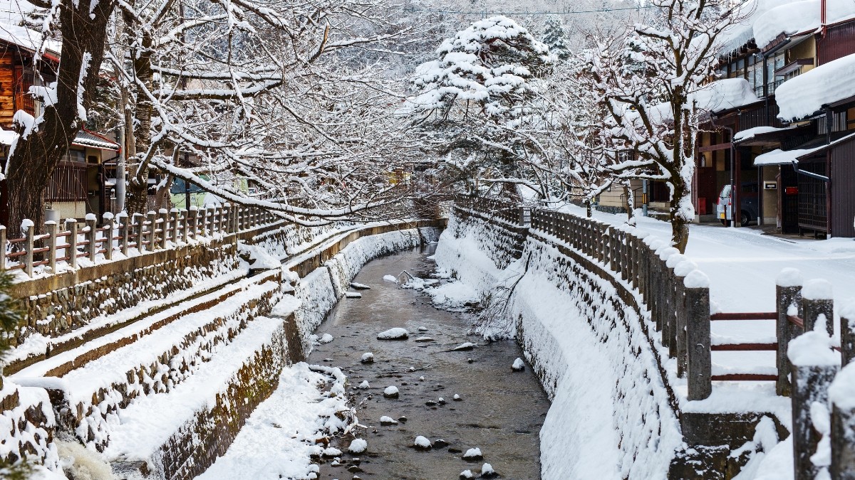 árvores com neve