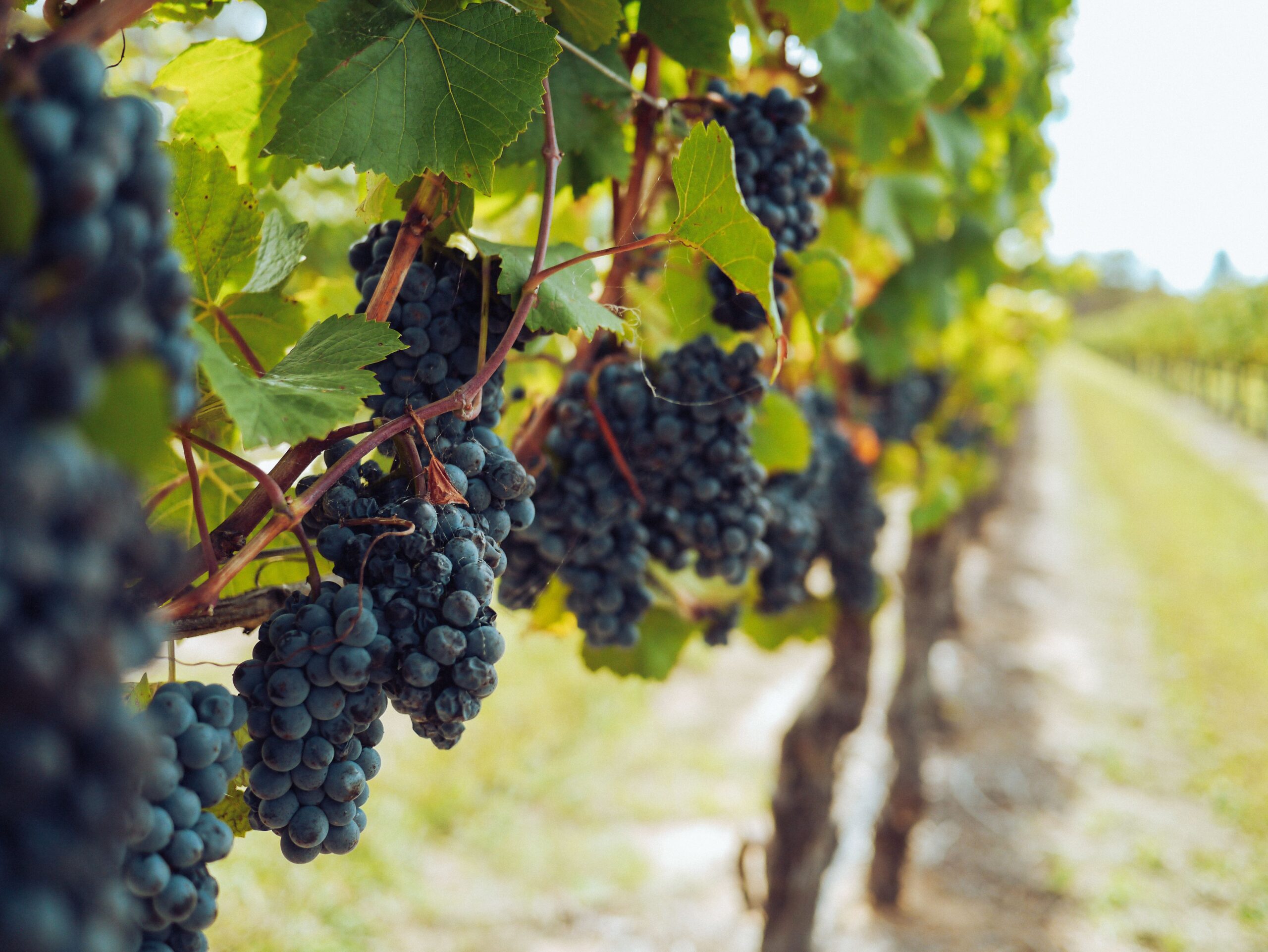 Uvas em videira