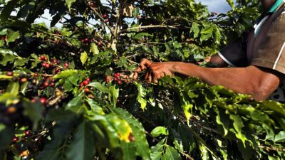 plantação de café em minas gerais agronegócio agricultura