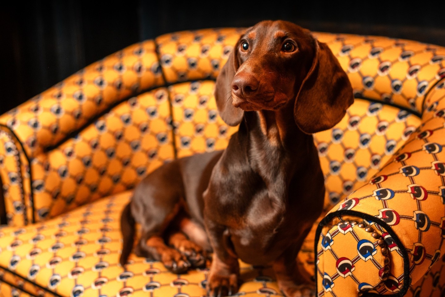 Cão George, da raça dachshund, é o mascote do estabelecimento