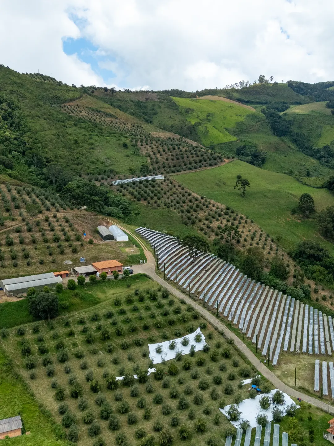 Segundo a produtora, as azeitonas são cultivadas no olival mais alto do mundo