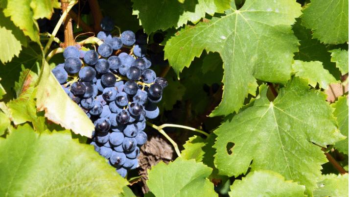 Uva Cabernet Sauvignon