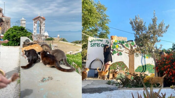 Montagem com duas imagens do refúgio Syros Cats, na Grécia. À esquerda, vários gatos se alimentam sobre um muro em uma área externa com vista para o mar e construções típicas da ilha de Syros. À direita, diversos gatos circulam por um jardim enquanto uma pessoa interage com um dos animais diante de um mural com a inscrição “Welcome to Syros Cats”. Árvores, flores e vegetação compõem o cenário.