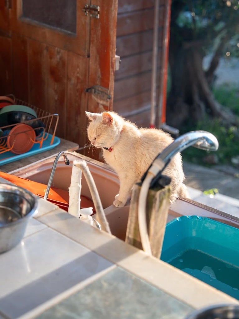 Gato claro apoiado sobre uma pia em uma área de cozinha. Ao redor, há utensílios domésticos, bancadas e recipientes, em um ambiente iluminado pela luz natural.