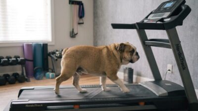 cachorro andando em esteira para mostrar sobrepeso e obesidade canina mounjaro para cães