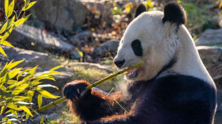 Imagem mostra um panda comendo um bambu em zoológico