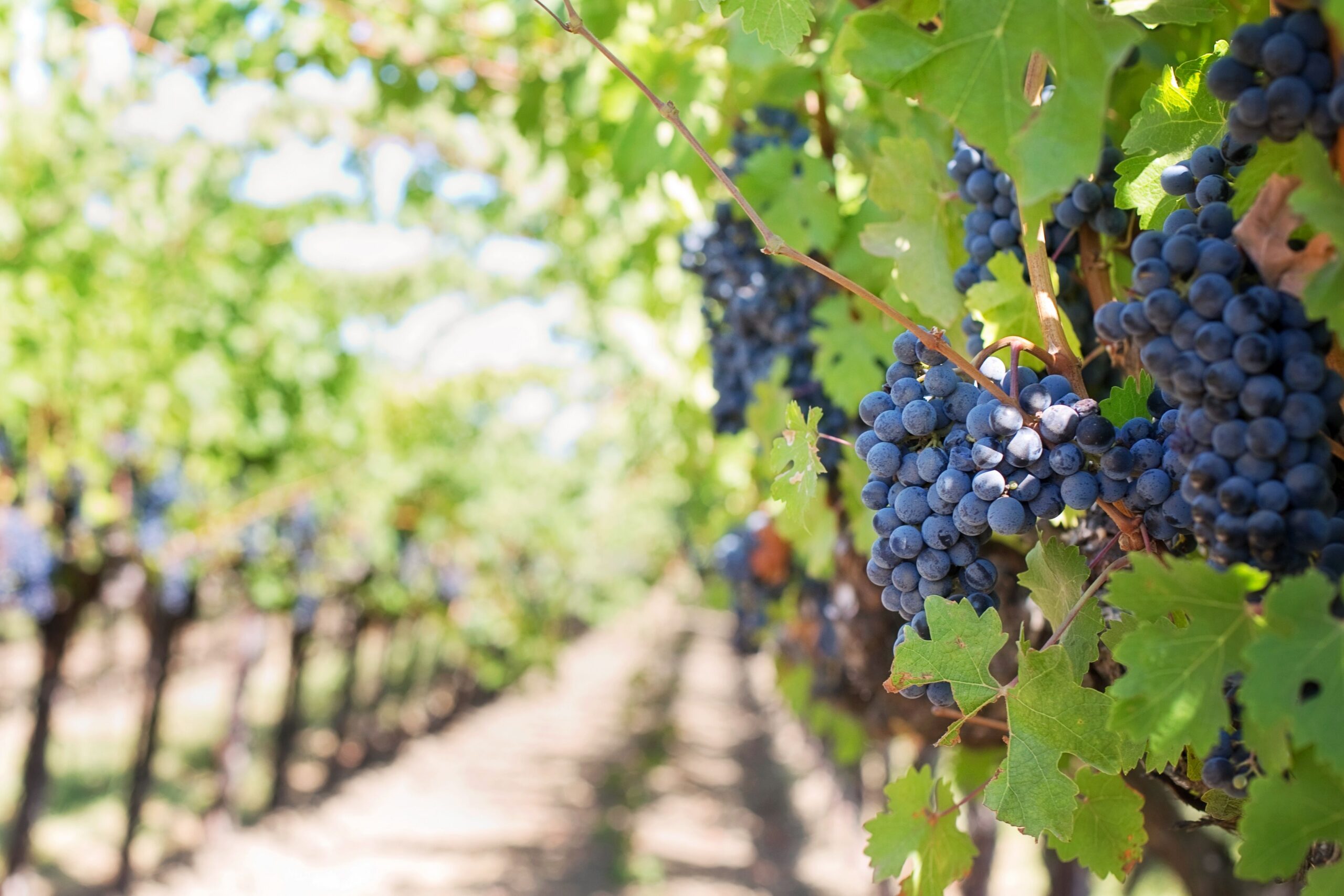 Uva Cabernet Sauvignon