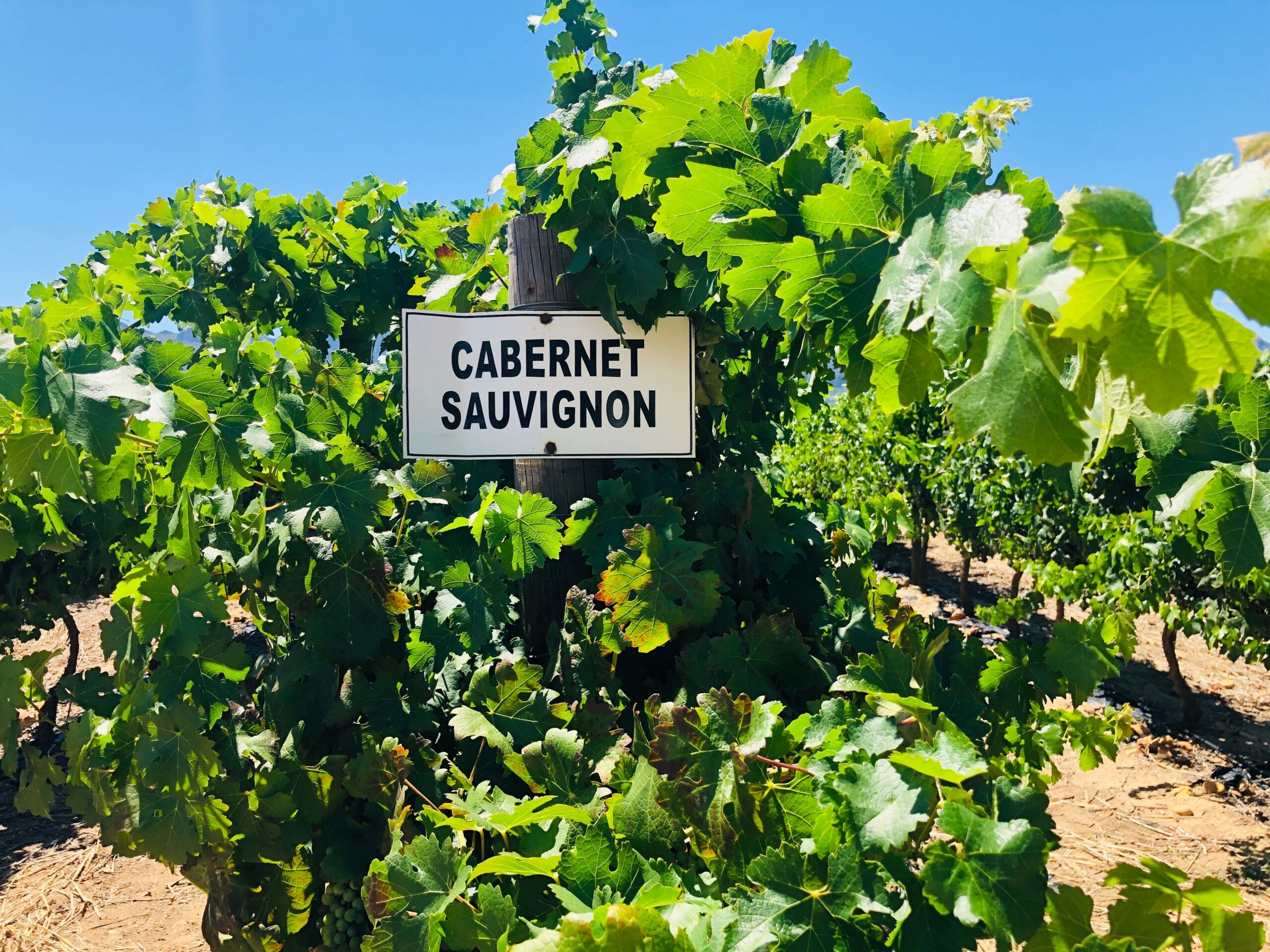 Uva Cabernet Sauvignon