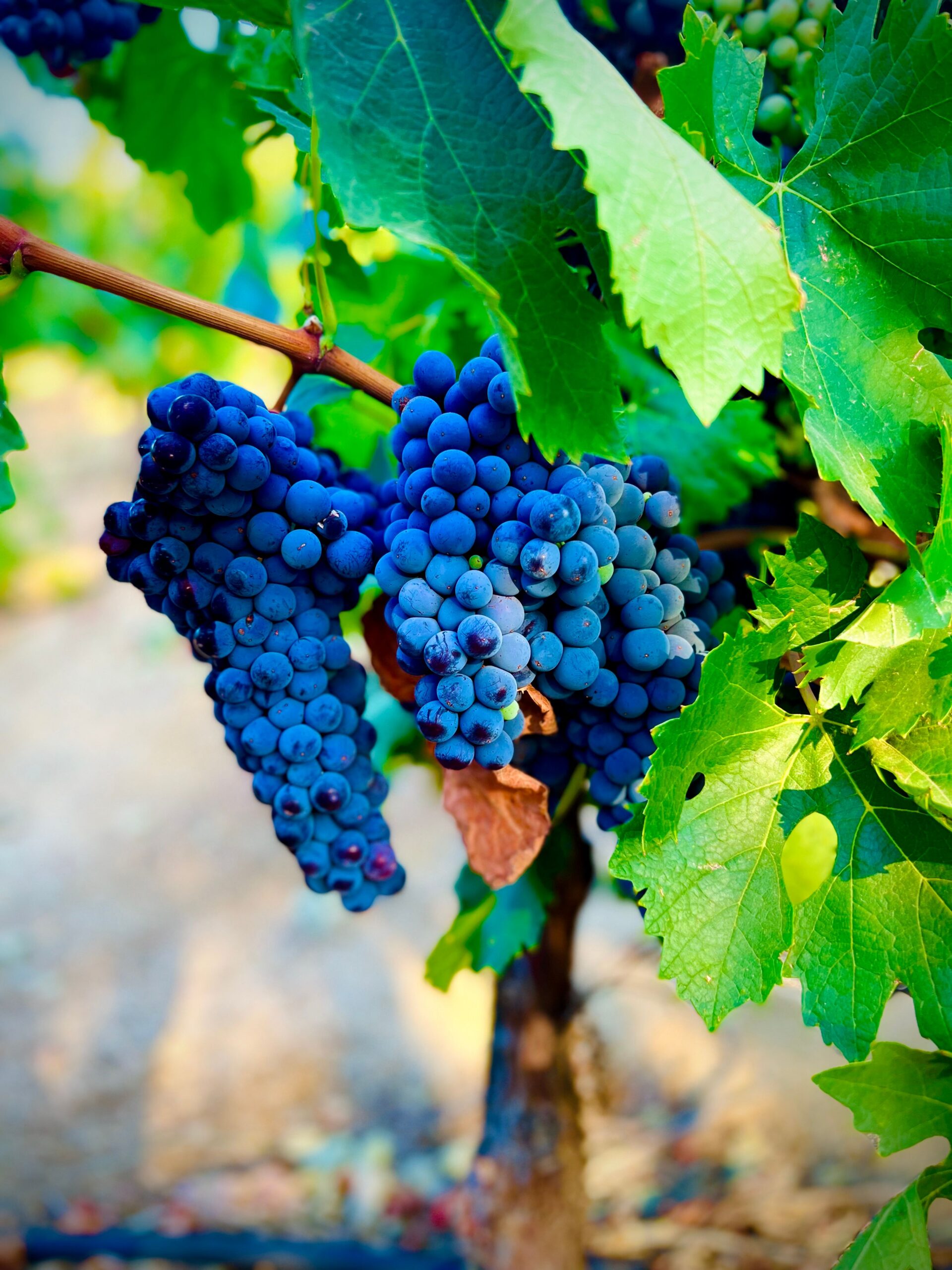 Uva Cabernet Sauvignon